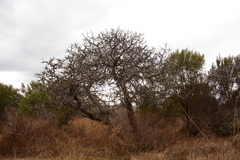 Ficus carica