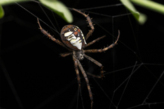 Argiope perforata