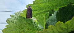 Agrotis