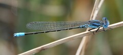 Argia alberta