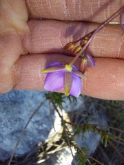 Heliophila subulata