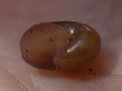 Helicarionidae