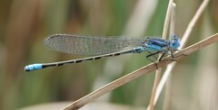 Argia alberta