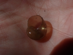 Helicarionidae