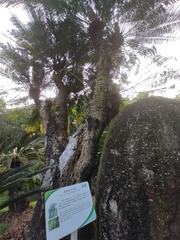 Cycas elongata