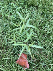 Salix nigra