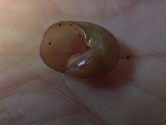 Helicarionidae