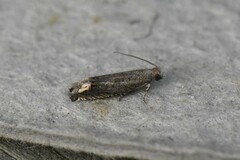 Epiblema minutana