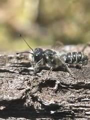 Megachile duboulaii