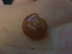 Helicarionidae