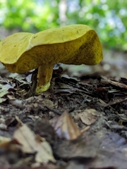 Retiboletus