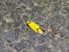 Agapeta zoegana