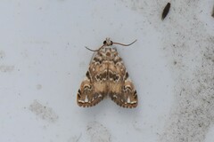 Elophila gyralis