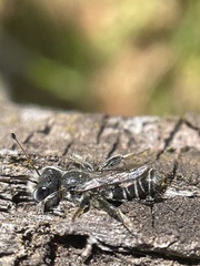 Megachile duboulaii