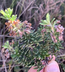 Indigofera flabellata