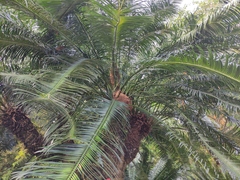 Cycas elongata