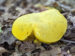 Retiboletus