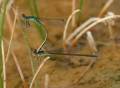 Ischnura denticollis