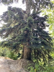 Abies nordmanniana