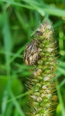 Eurygaster testudinaria