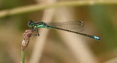 Ischnura denticollis