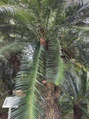 Cycas elongata