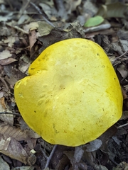 Retiboletus