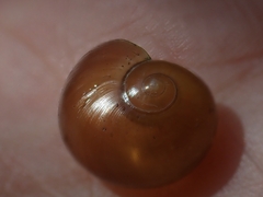 Helicarionidae