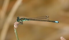 Ischnura denticollis