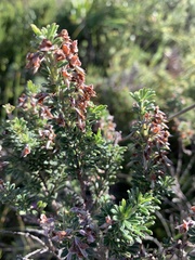 Indigofera flabellata