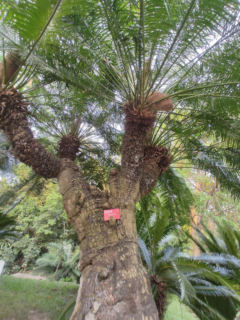 Cycas elongata