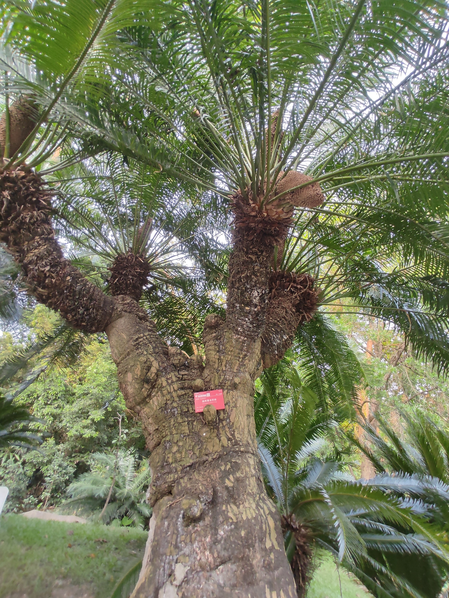 Cycas elongata
