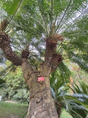 Cycas elongata
