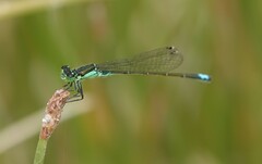 Ischnura denticollis