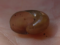 Helicarionidae
