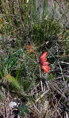 Erica cerinthoides