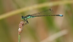Ischnura denticollis