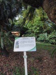 Cycas elongata