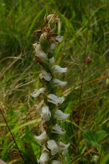 Spiranthes ochroleuca
