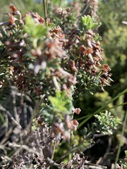 Indigofera flabellata