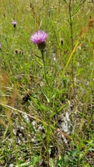 Centaurea nigra