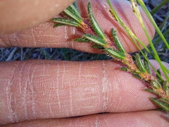 Erica cerinthoides