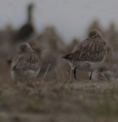 Limosa lapponica baueri