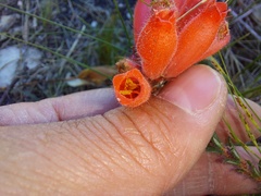 Erica cerinthoides