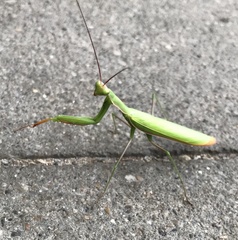 Mantis religiosa