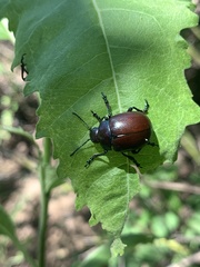 Leptinotarsa behrensi
