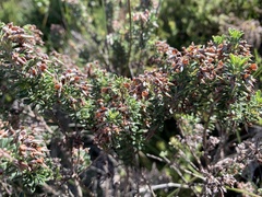 Indigofera flabellata
