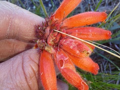 Erica cerinthoides