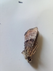 Mesoligia furuncula