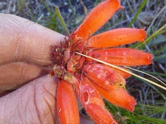Erica cerinthoides